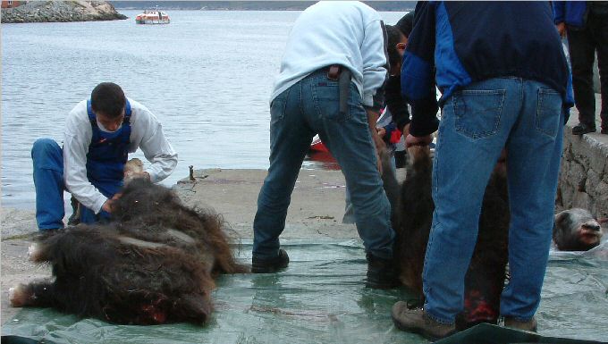 Qaqortoq: Butchers