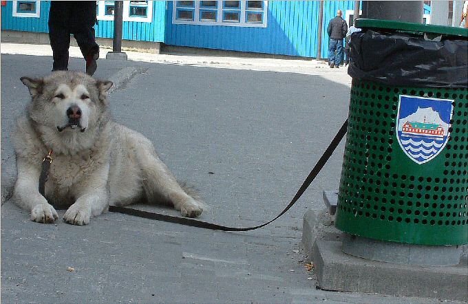 Nuuk: Husky outside the bank