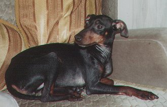 Photo of Penny about 2 years old