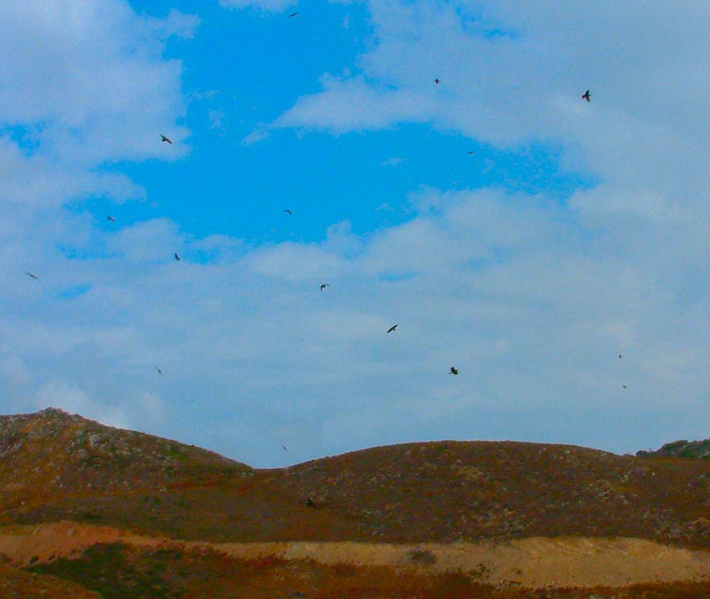 Vultures in the hills North of Kandanos