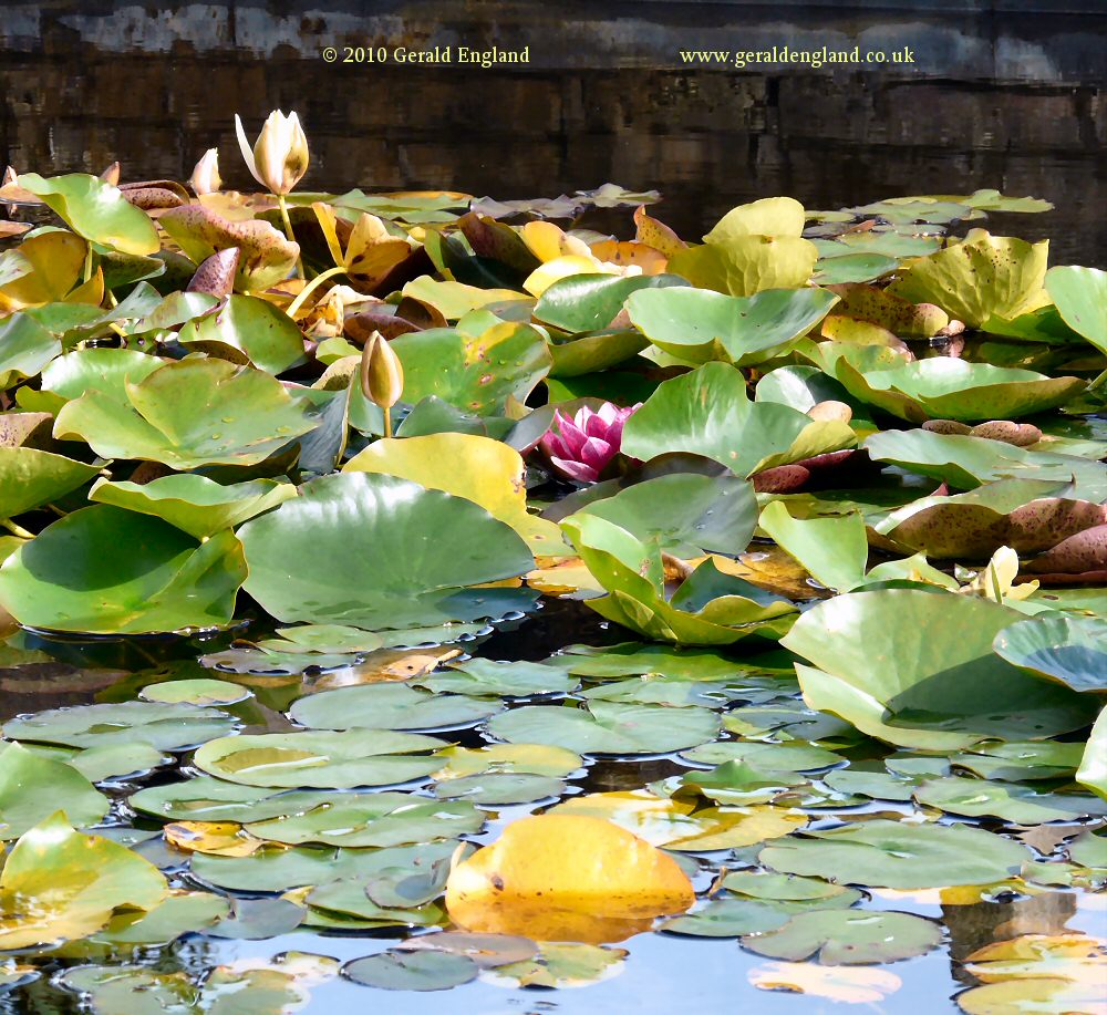 Waterlillies at Gorey