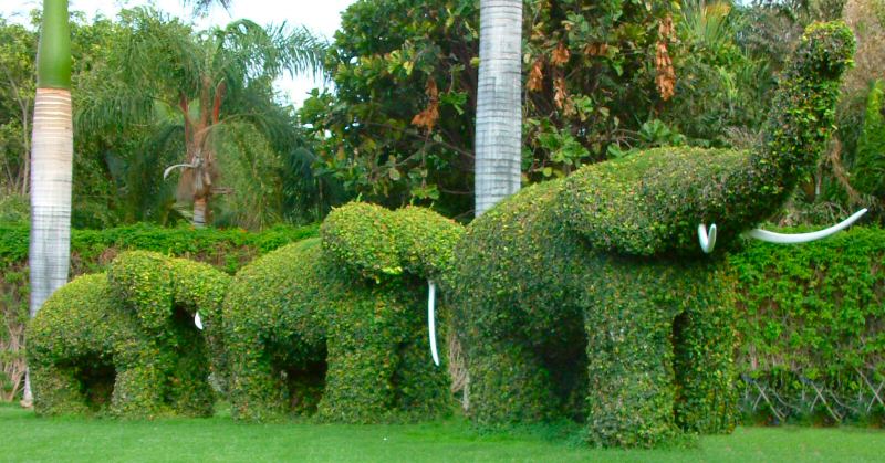 Puerto de la Cruz: Topiary outside Loro Parque