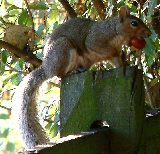 Squirrel with conker 