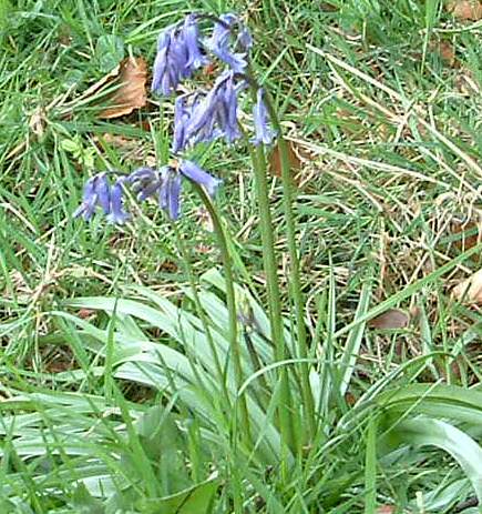 Bluebells in a Lancashire churchyard