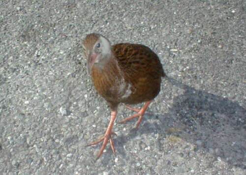Weka at Kaipakati Point