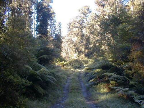 Rainforest, Franz Josef