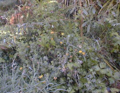 Lotus Major Flowers, Franz Josef