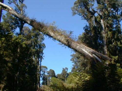 Fallen Kahikatea, Franz Josef