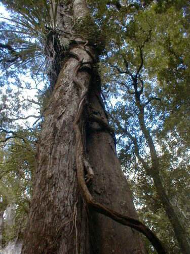 Waipoua Forest: Two trees