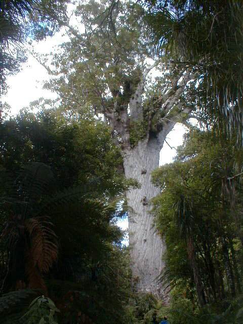 Waipoua Forest: Tane Mahuta