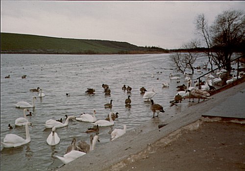Fairburn Ings, New Year's Day, 1984