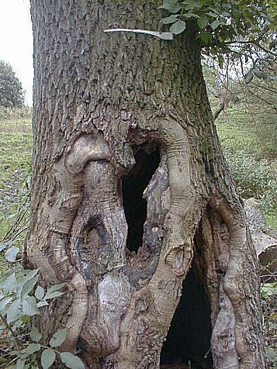Daisy Nook: Hollow Tree, October 2001