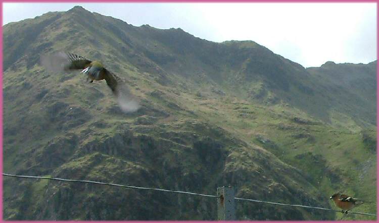Gwynant Pass: Chaffinches by the A498, April 2005