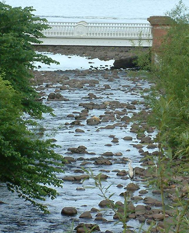 Heron on Gogo Burn, Largs